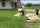 Babinsa Cilegong Dampingi Petani Lindungi Tanaman Padi dari Hama Burung